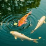 Alih Fungsi Kolam Ikan menjadi Kolam Renang
