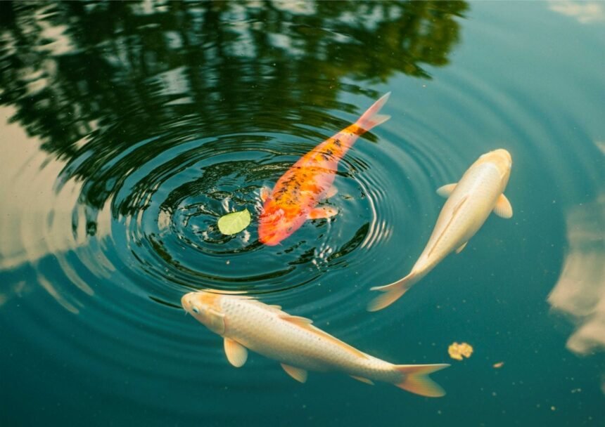 Alih Fungsi Kolam Ikan menjadi Kolam Renang