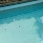 Mengapa Kolam Renang Banyak Serangga Air