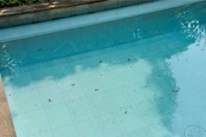 Mengapa Kolam Renang Banyak Serangga Air