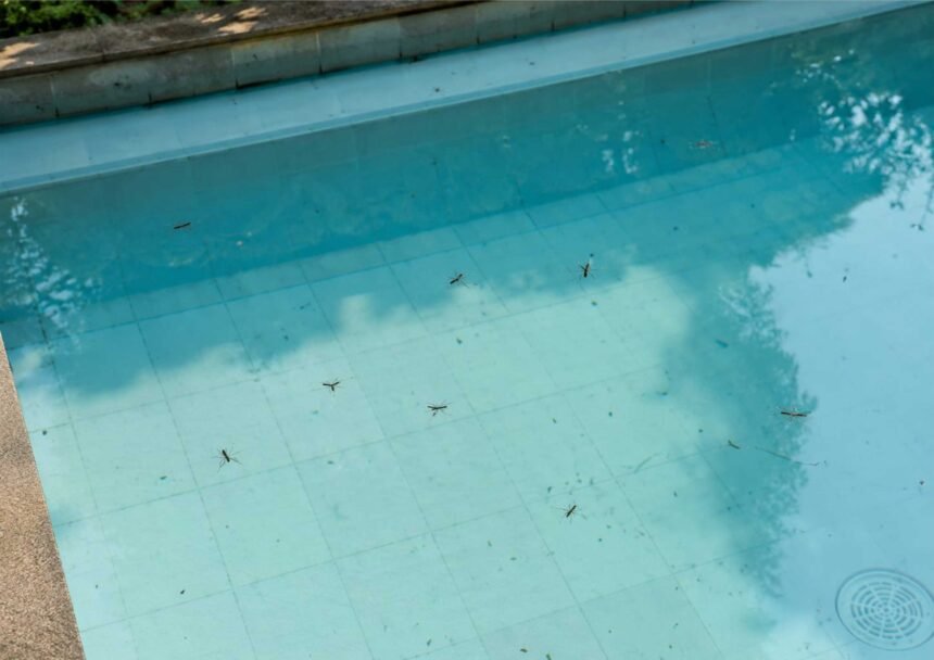 Mengapa Kolam Renang Banyak Serangga Air